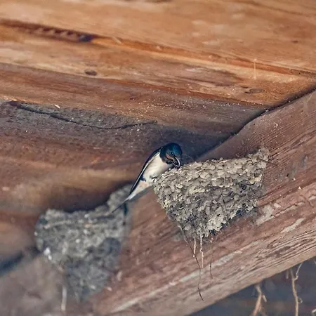 Dreiseitenhof In Ruhiger Lage Haus Gottfriede