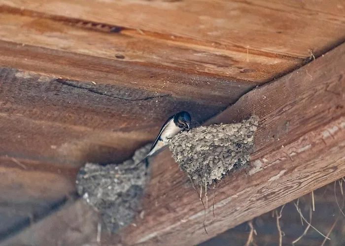 Dreiseitenhof In Ruhiger Lage Haus Gottfriede